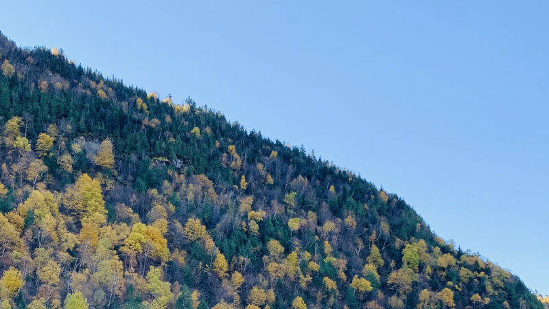 Forest Lakeside Reflection iPhone | Serene Woodland View wallpaper 4K