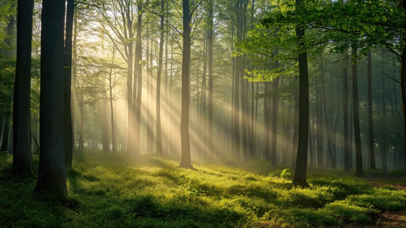 Forest Light Rays | Trees Desktop Scenic View wallpaper 4K