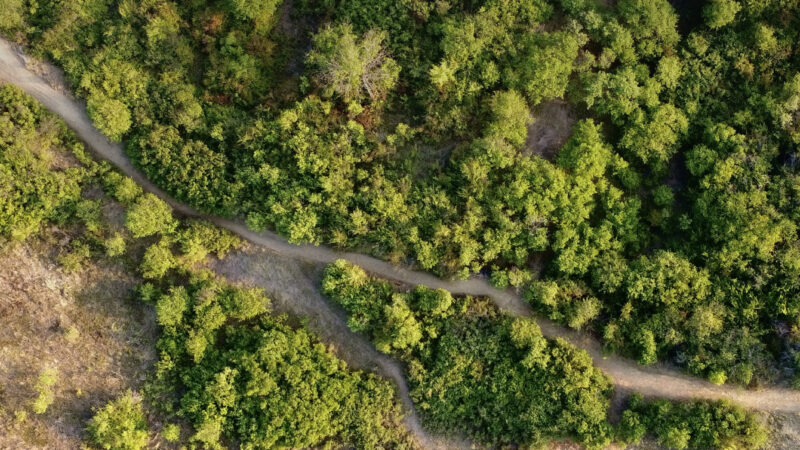 Forest Road Aerial View | Green Woods iPhone wallpaper 4K
