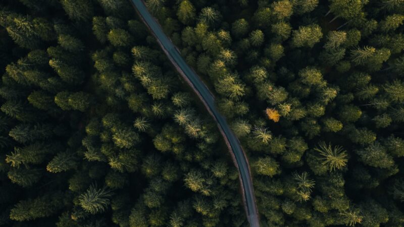 Forest Road Aerial View | Evergreen Canopy iPhone wallpaper 4K