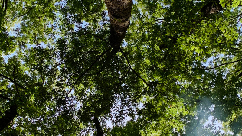 Looking Up Forest Trees iPhone | Pale Blue Sky View wallpaper 4K