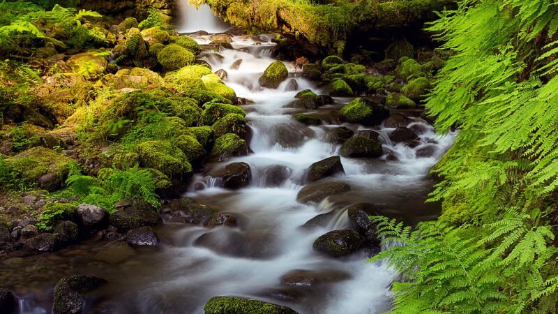 Forest Waterfall Stream iPhone | Golden Light Cascade wallpaper 4K