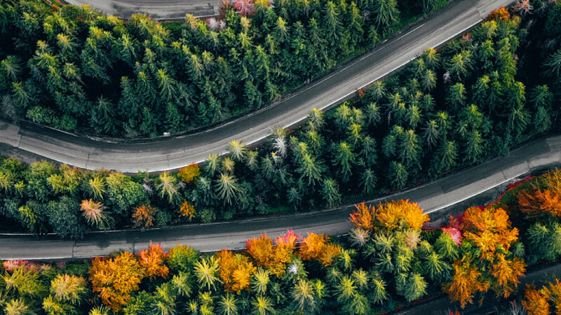 Forest Winding Road iPhone | Aerial Green & Orange View wallpaper 4K