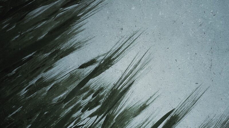 Frost Ice Crystal Cerulean Close-Up iPhone Wallpaper 4K wallpaper 4K