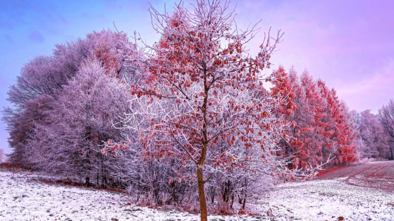Frosted Trees Stand Still in Polish Winter wallpaper 4K