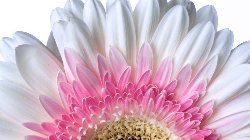 Gerbera Daisy Blooms | Pink & White Desktop wallpaper 4K
