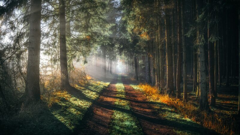 Golden Forest Path 4K Desktop | Misty Woodland Wallpaper wallpaper 4K