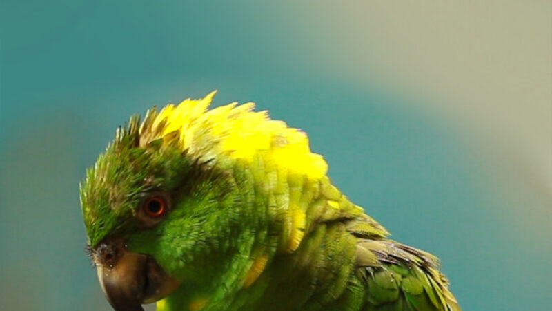 Green Parrot iPhone | Tropical Bird Beauty wallpaper 4K
