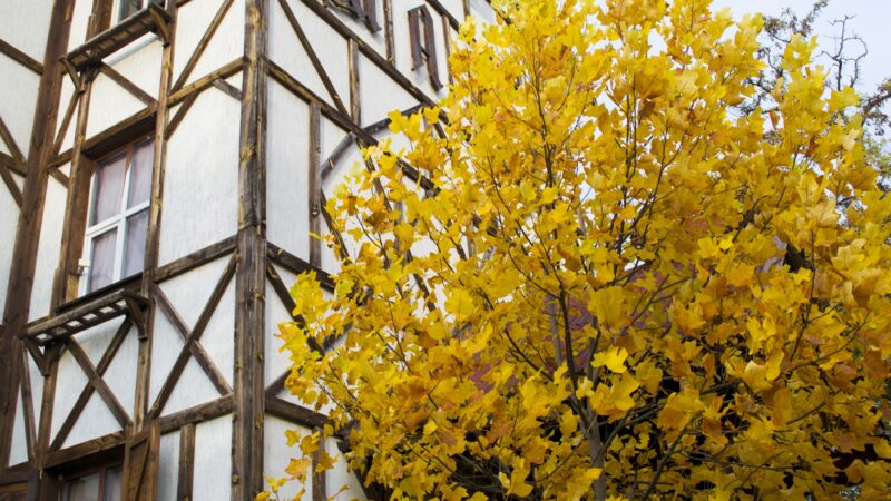 Half-Timbered House Golden Autumn Tree Desktop Wallpaper 4K wallpaper 4K