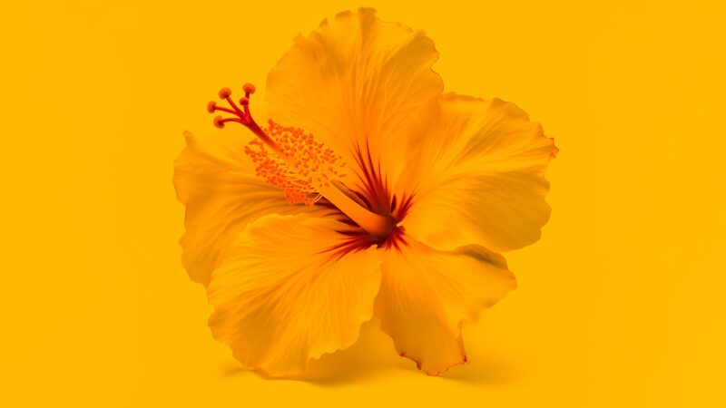 Hibiscus Flower | Soft Yellow Bloom Desktop wallpaper 4K