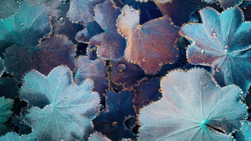 Iridescent Dew Drops on Macro Leaves wallpaper 4K