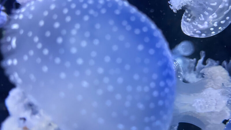 Blue Jellyfish iPhone | Ethereal Ocean Depths wallpaper 4K