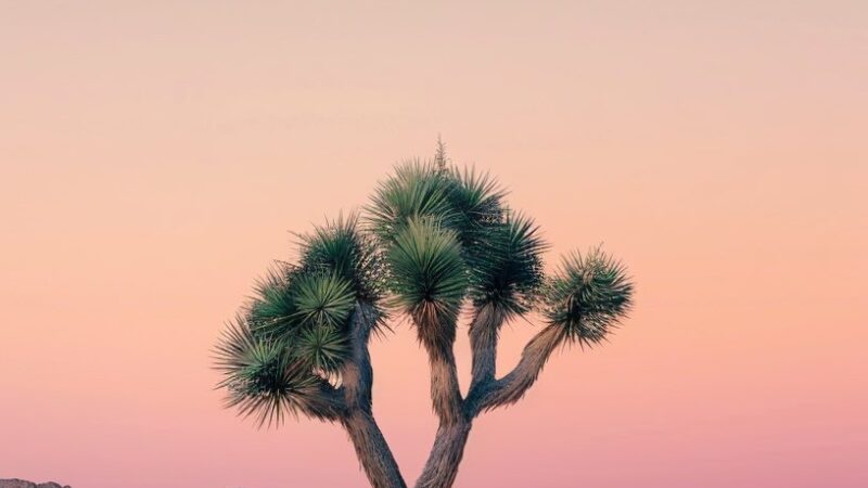 Joshua Tree Sunset iPhone | Desert Mountain Vista wallpaper 4K