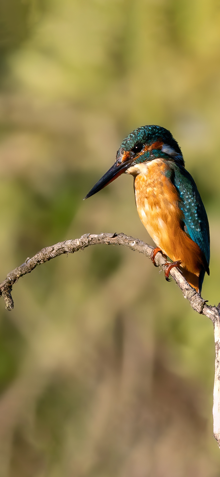 Kingfisher on Branch | iPhone Bird Portrait wallpaper 4K