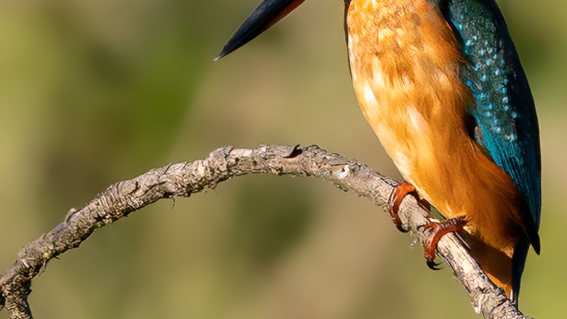 Kingfisher on Branch | iPhone Bird Portrait wallpaper 4K