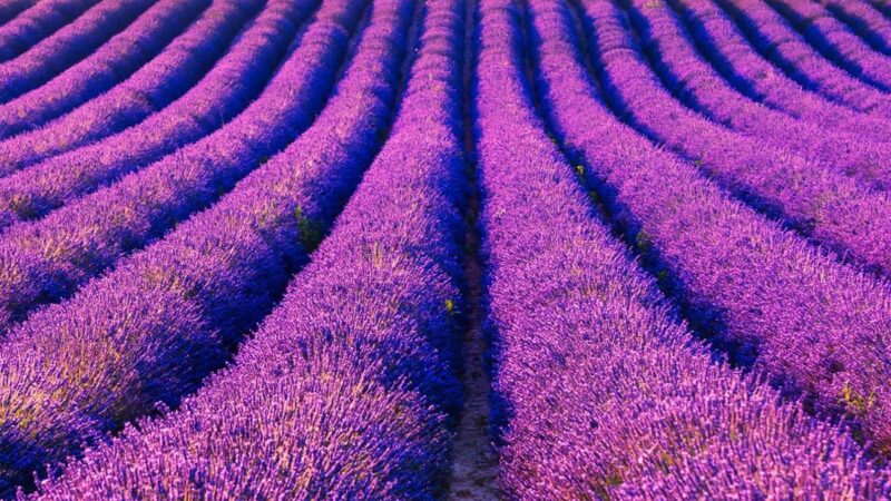 Lavender Field Path | Provence iPhone Serenity wallpaper 4K