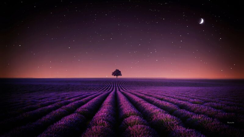 Lavender Fields Under Crescent Moon wallpaper 4K