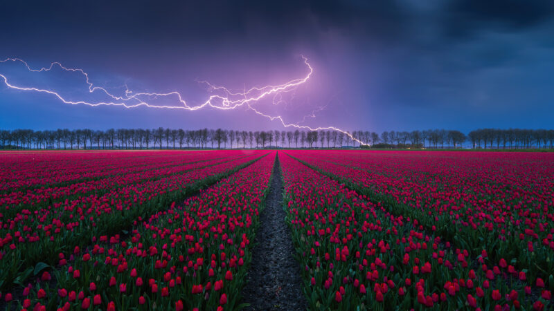 Lightning Strikes Over a Tulip Field wallpaper 4K