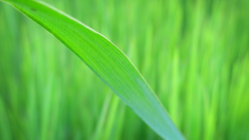 Lime Green Grass Blade Macro Nature Desktop Wallpaper HD wallpaper 4K