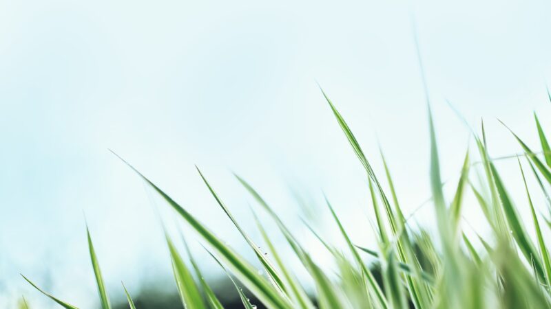 Lime Green Grass Blades Pale Sky Desktop Wallpaper 4K wallpaper 4K