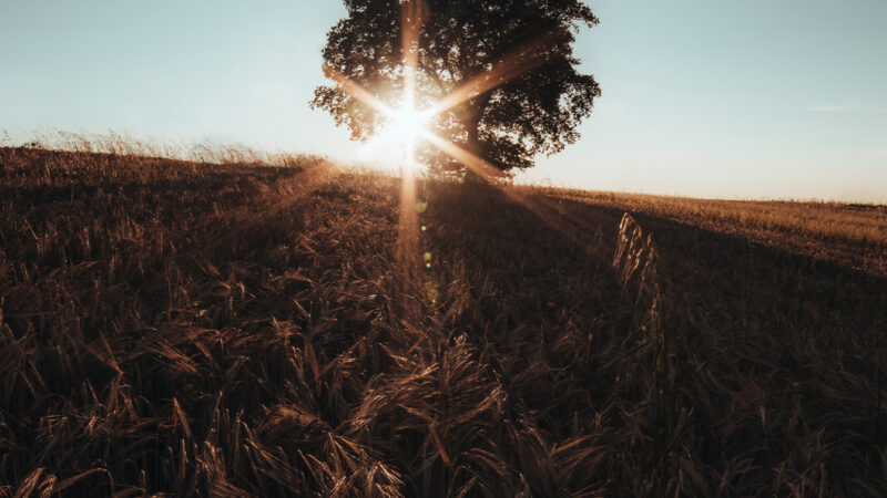 Sunset Field Lone Tree | Golden Hour iPhone wallpaper 4K
