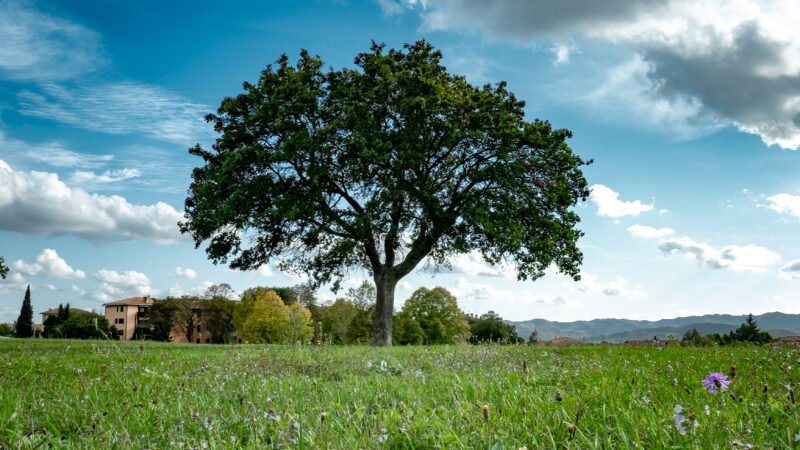 Lone Tree Green Field iPhone | Cloudy Blue Sky View wallpaper 4K