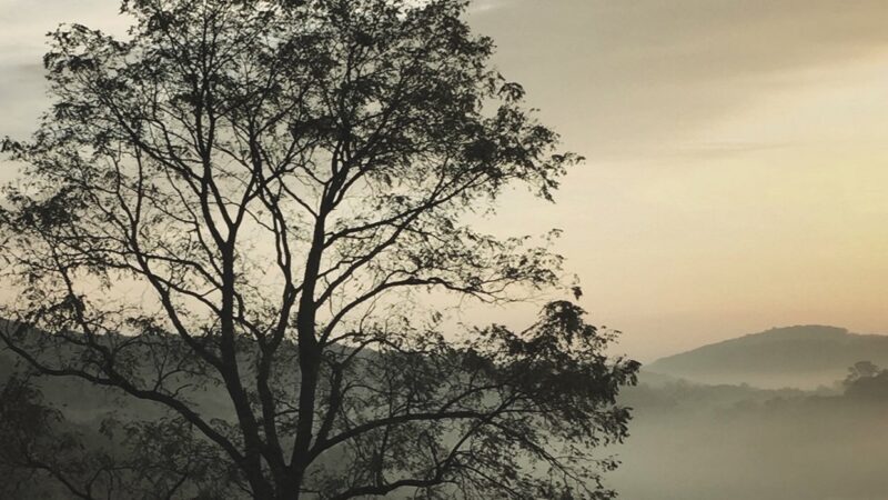 Lone Tree Misty Field | Golden Hour iPhone wallpaper 4K