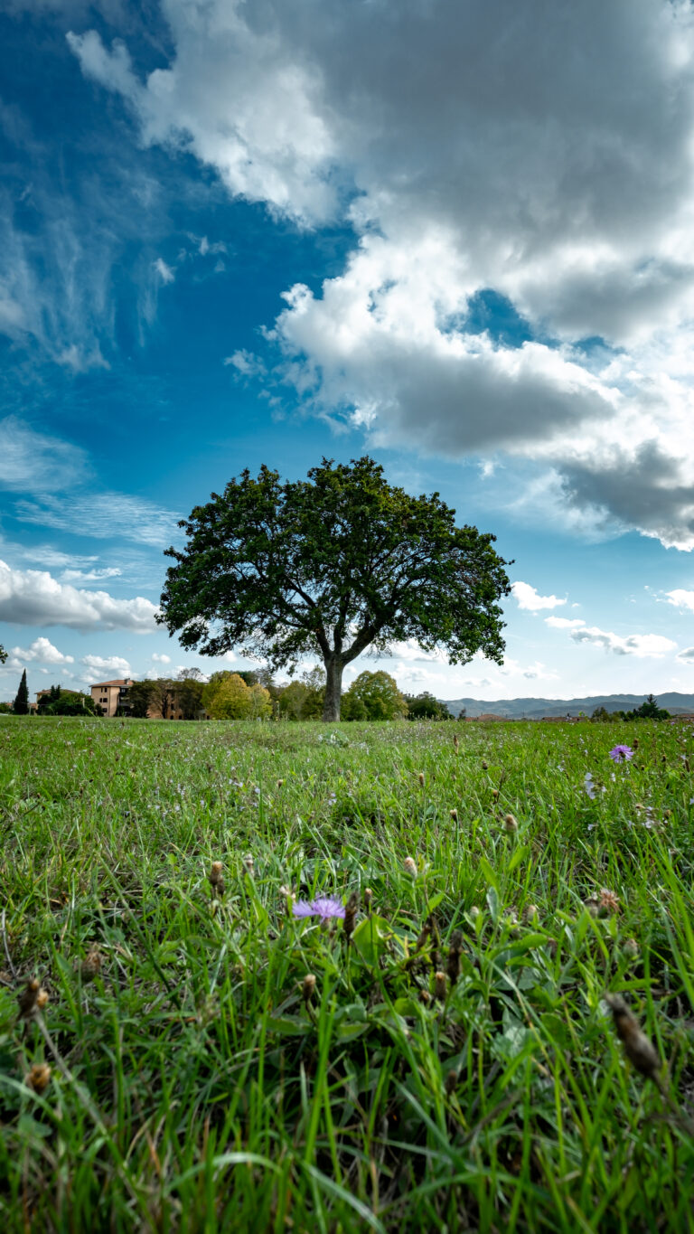 Lone Tree Field iPhone | Bright Green Pasture wallpaper 4K