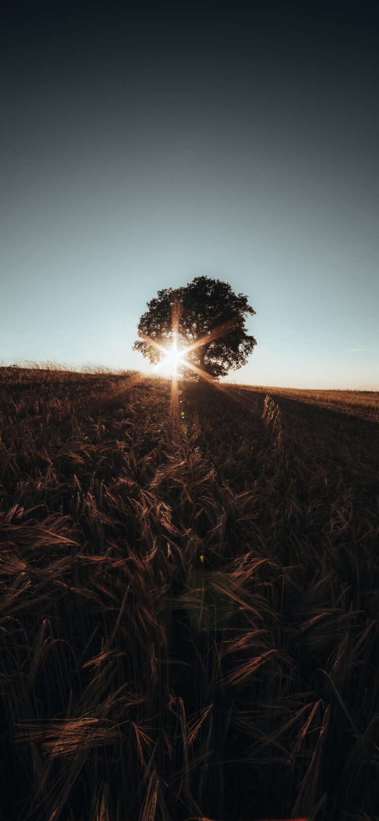 Lone Tree Sunset iPhone | Golden Field Silhouette wallpaper 4K