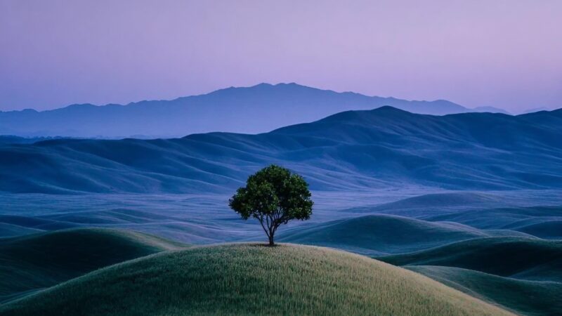 Lonely Tree Hillside | iPhone Calming Landscape wallpaper 4K
