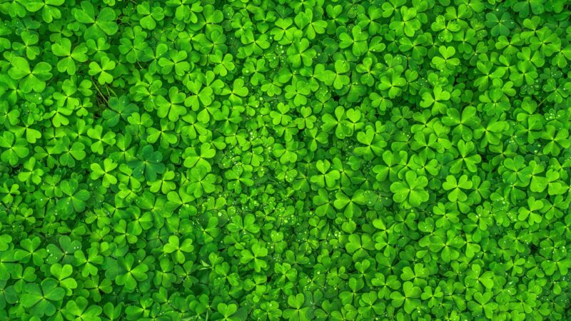 Lucky Four Leaf Clover Ultrawide Green Expanse wallpaper 4K