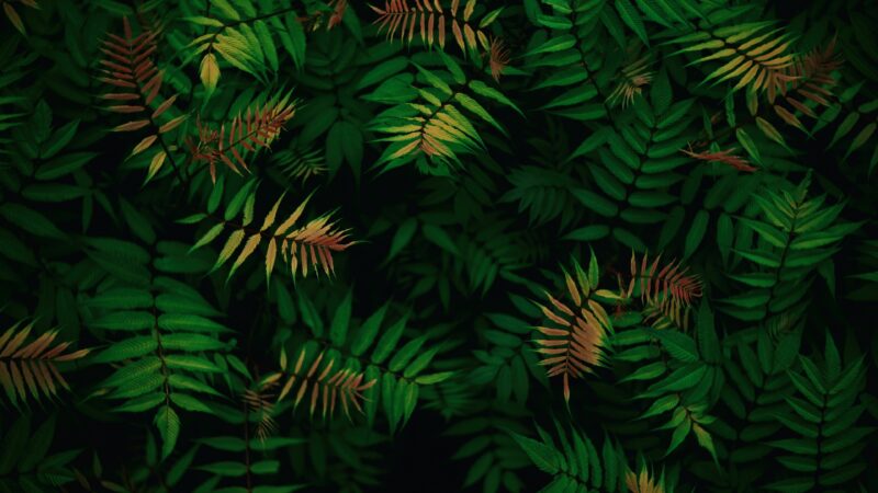 Lush Tropical Foliage in Deep Green wallpaper 4K