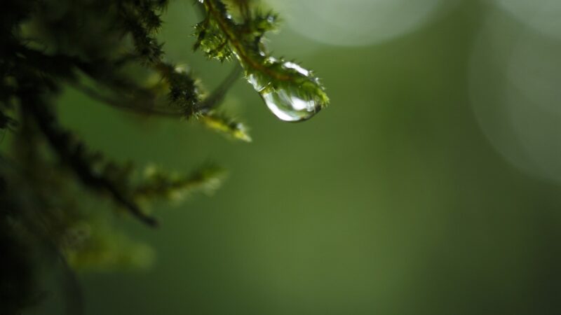 Macro Water Droplet Dewy Spruce iPhone Wallpaper HD wallpaper 4K