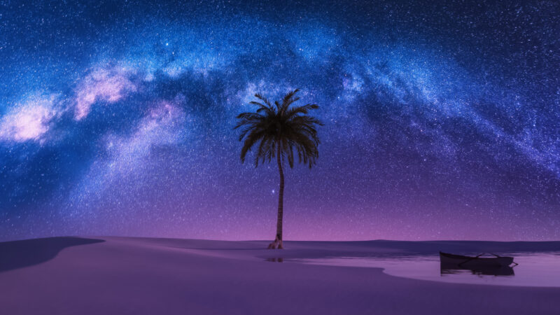 Milky Way Rising Behind a Lone Palm wallpaper 4K
