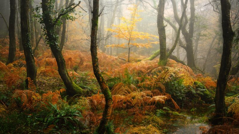 Misty Autumn Forest Lost in Fog wallpaper 4K