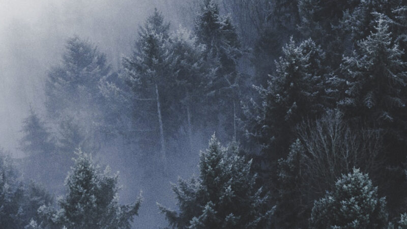 Misty Forest Hills iPhone | Evergreen Tree Canopy wallpaper 4K