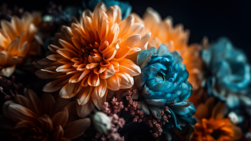 Orange Blue Flowers | Vibrant Bloom Desktop wallpaper 4K