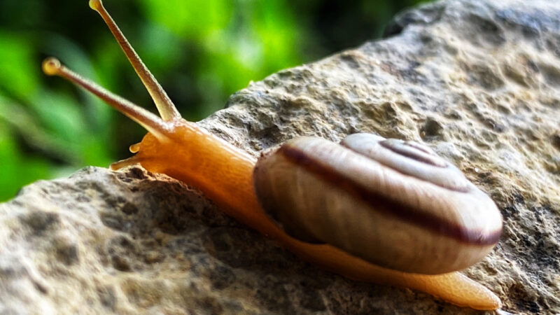Orange Snail on Stone | Macro Nature iPhone wallpaper 4K
