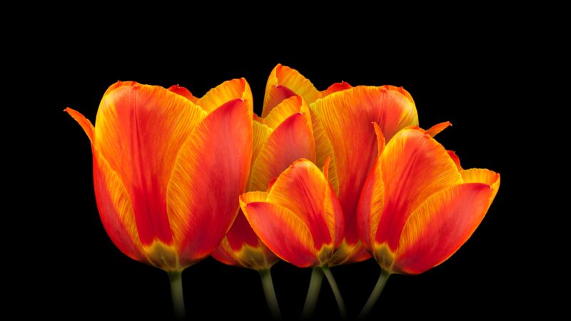 Orange Tulips | Dark Floral Desktop wallpaper 4K