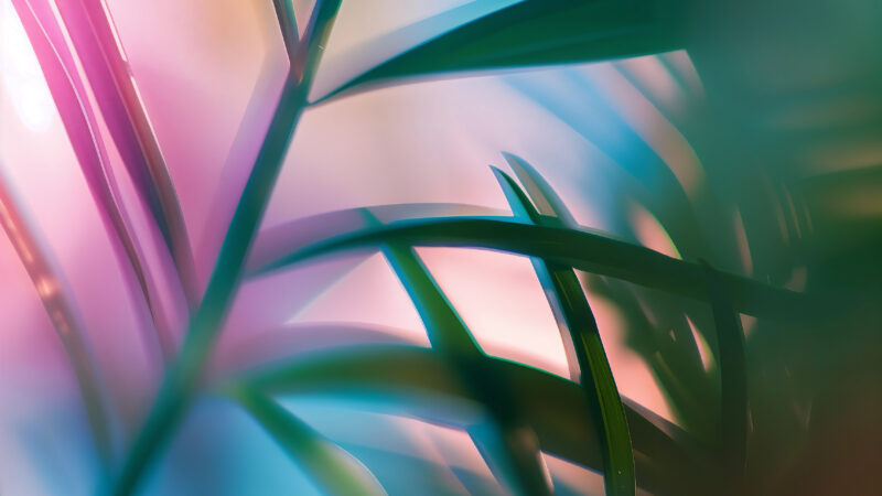 Palm Leaves Tropical | Colored Light iPhone wallpaper 4K
