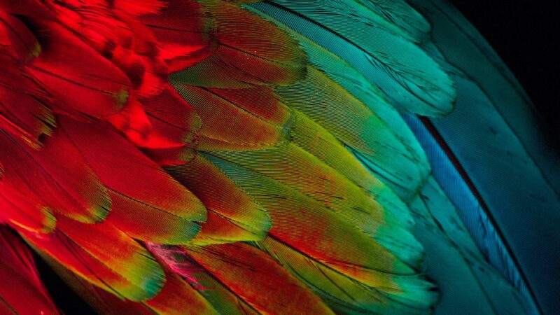 Parrot Feathers Close-Up | Vibrant Plumage Desktop wallpaper 4K
