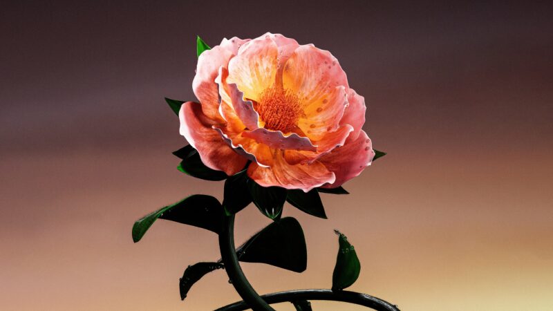 Peach Blossom Soft Light | Gentle Floral Desktop wallpaper 4K