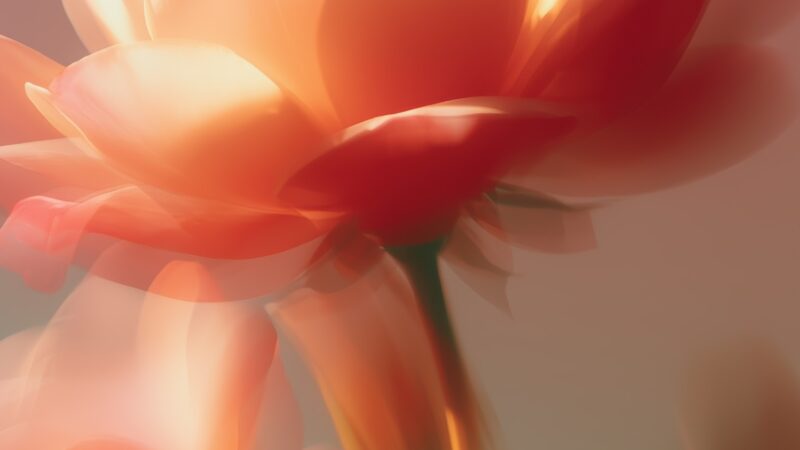 Peach Roses iPhone | Soft Floral Close-Up wallpaper 4K