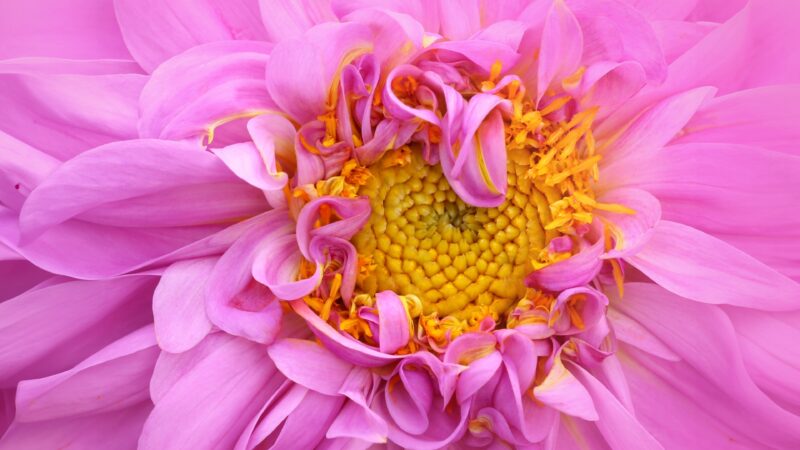 Pink Dahlia Bloom | Detailed Floral Desktop wallpaper 4K