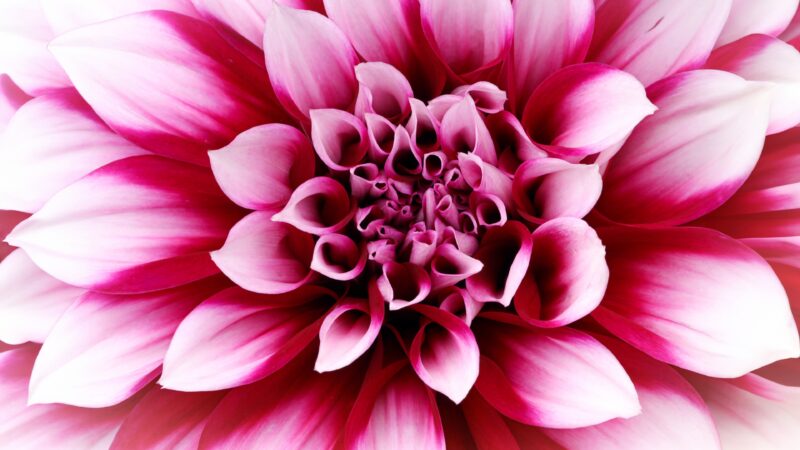 Pink Dahlia Bloom Desktop | Rose & White Petals wallpaper 4K