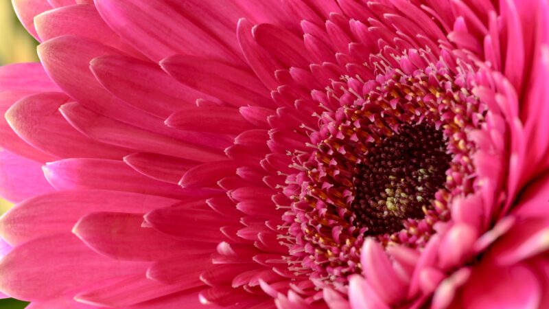 Pink Gerbera Daisy | Vibrant Floral Desktop wallpaper 4K