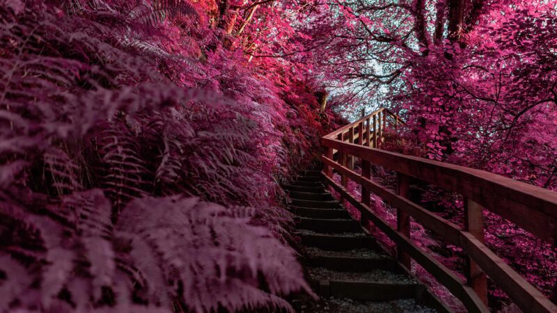 Pink Infrared Stairs Leading into Spring wallpaper 4K