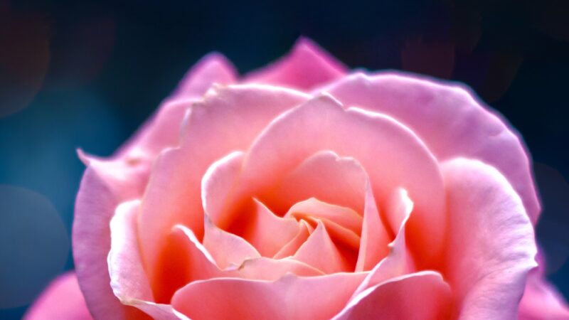 Pink Rose Close-Up iPhone | Delicate Floral Beauty wallpaper 4K