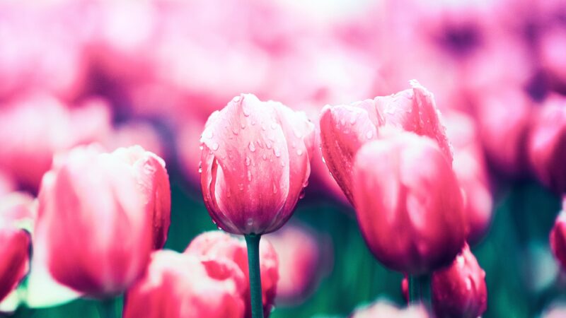 Pink Tulips Bloom | Spring Floral Desktop wallpaper 4K