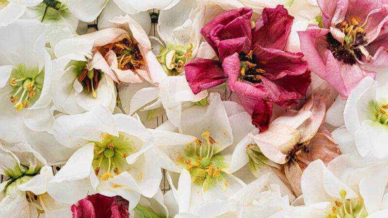 Pink & White Flowers | Delicate Bloom Desktop wallpaper 4K